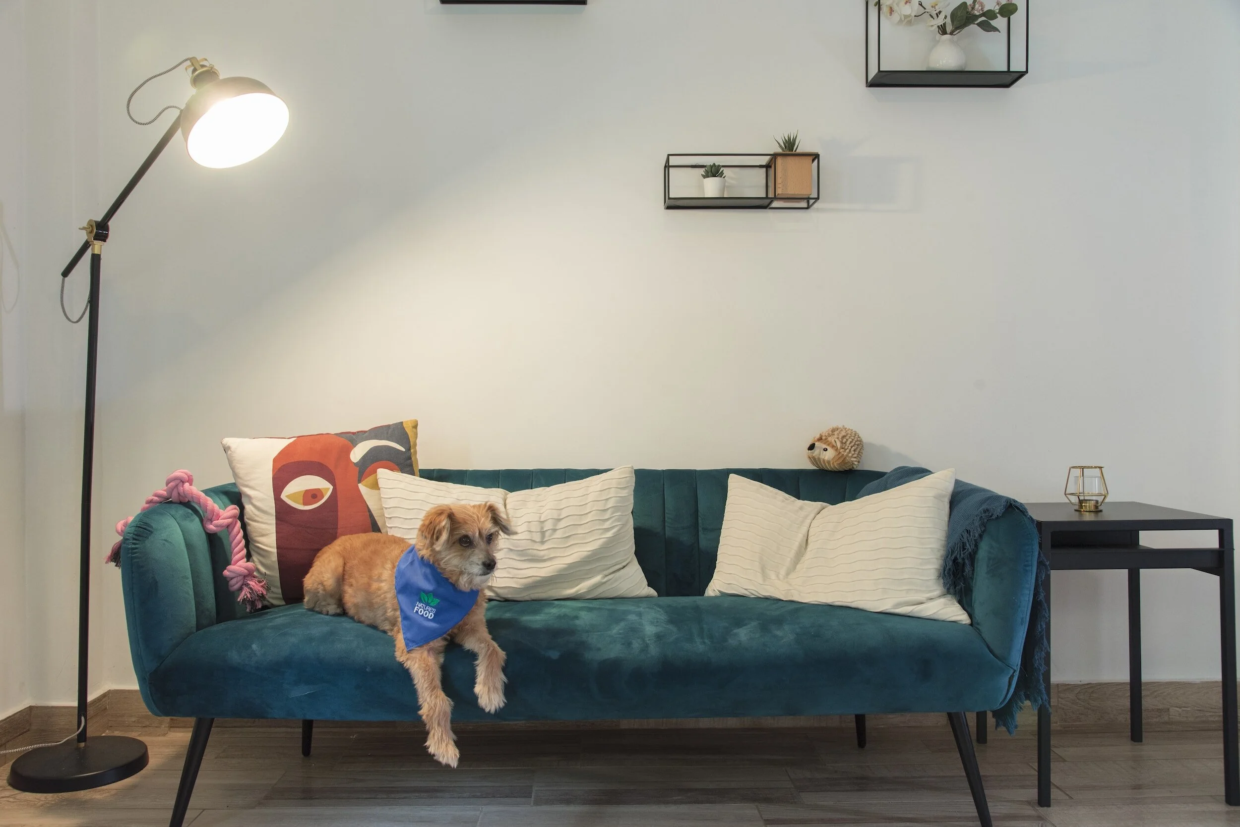 Dog Sitting on Corner of a Teal Couch