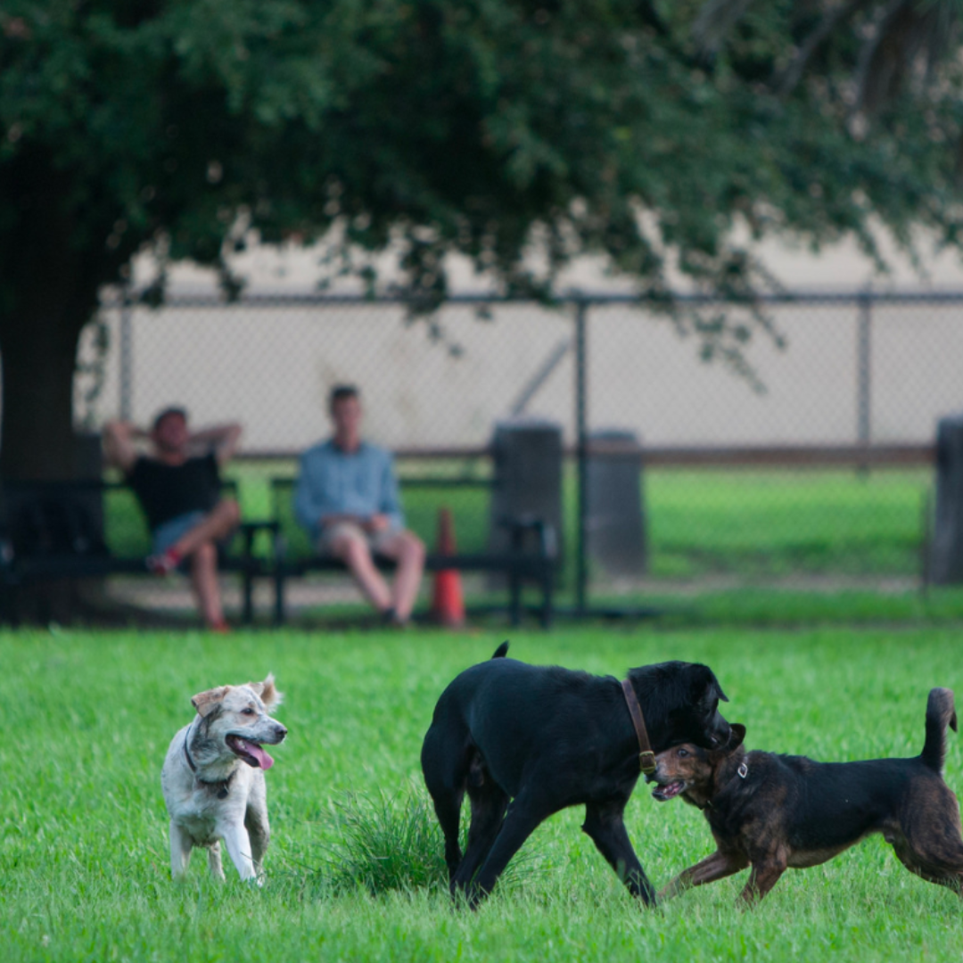 Springfield Dog Park