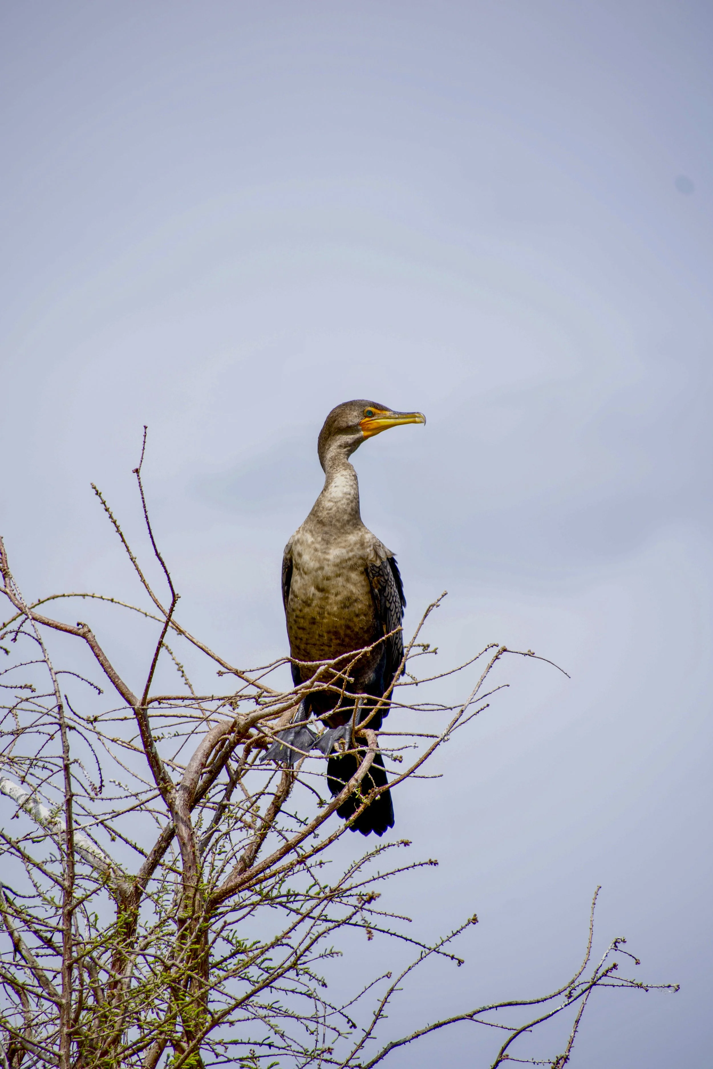 Birds_1.jpg