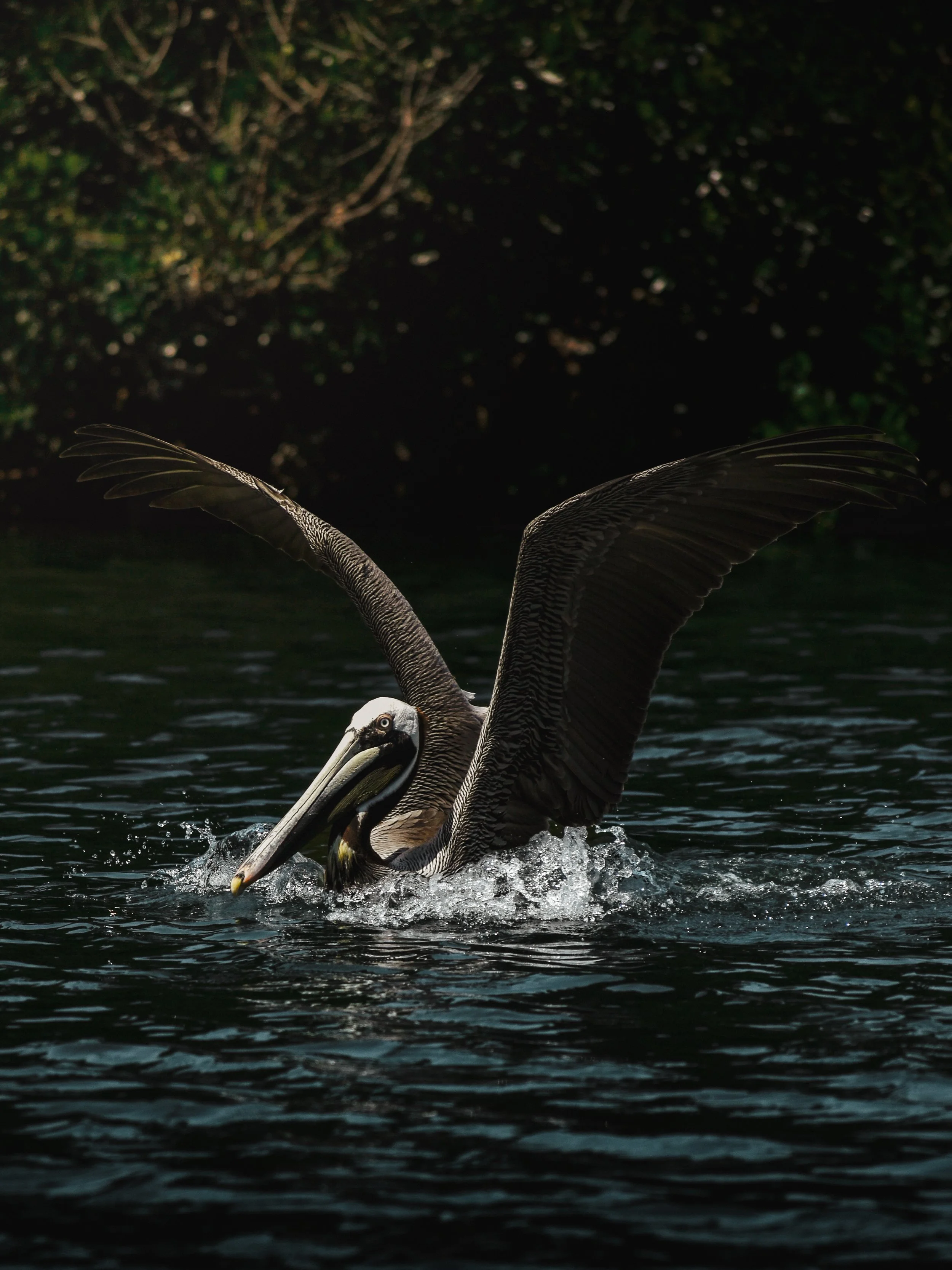 Instagram Birds_1-3.jpg