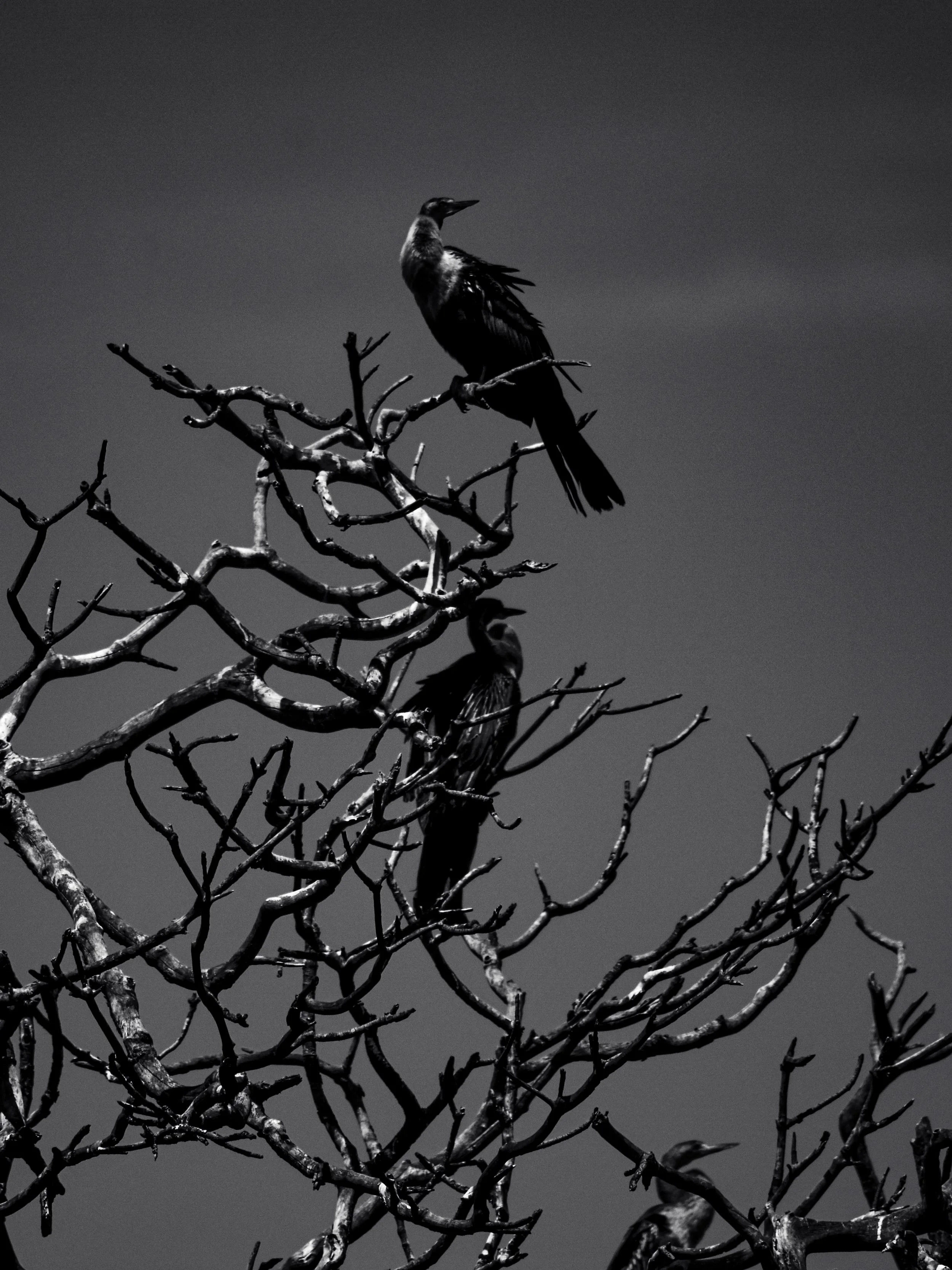 Nesting Birds_ready-4.jpg