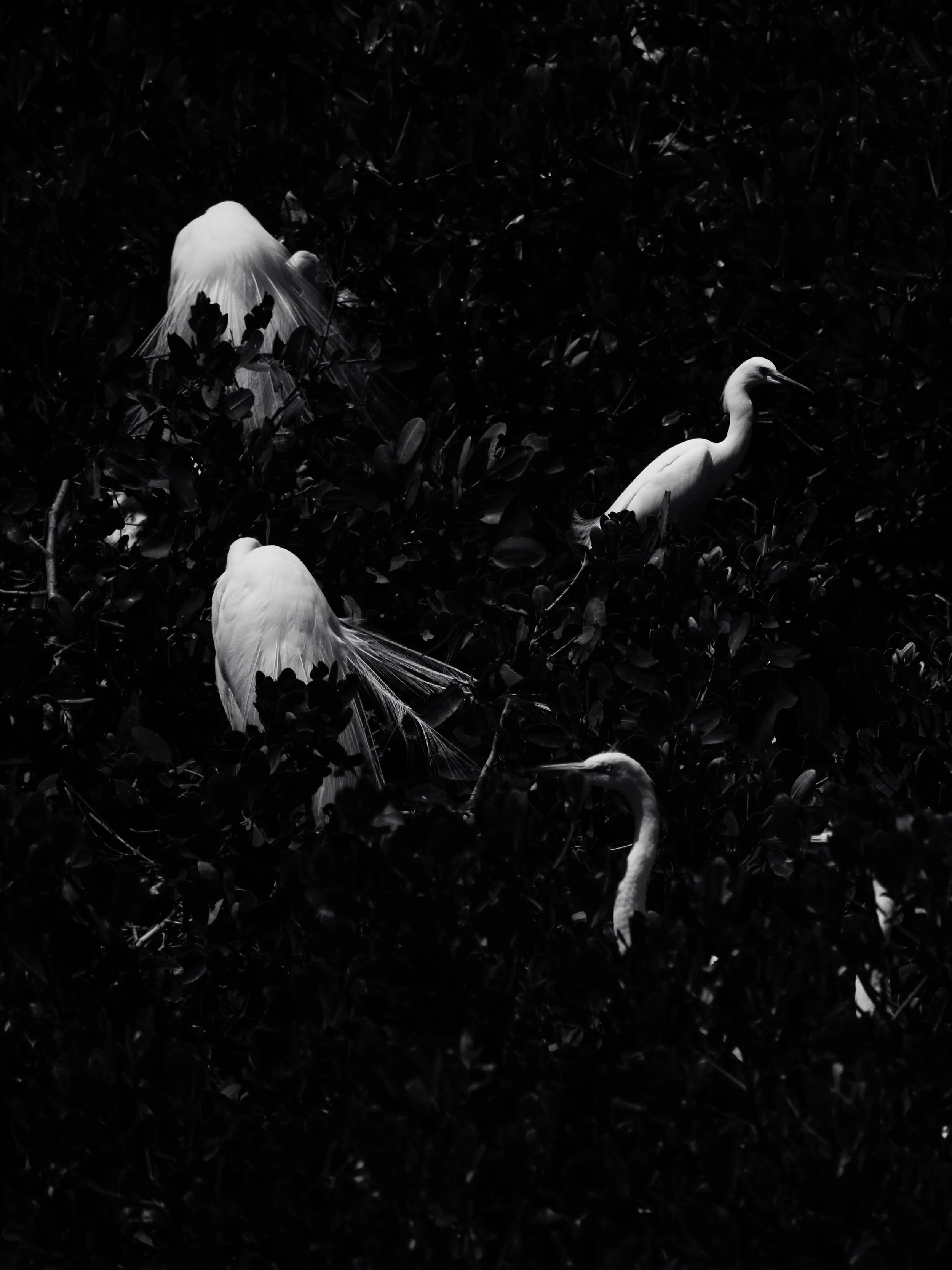 Nesting Birds_ready-7.jpg