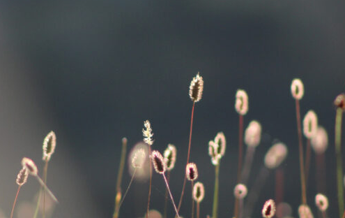 Forest Annual Retreat (FAR)