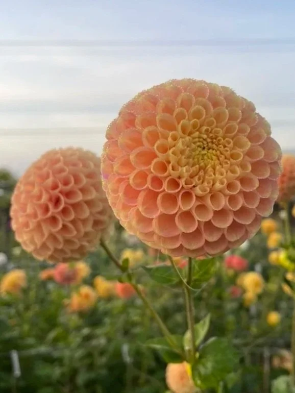 Ryecroft Jill Dahlia Tuber Canada