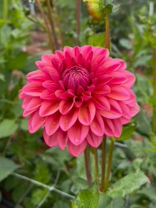 Salmon Runner Dahlia tubers Canada