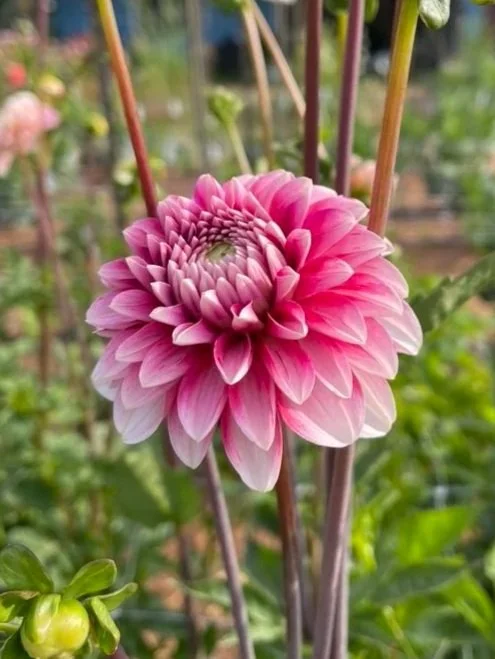 Strawberry Cream Dahlia Canada
