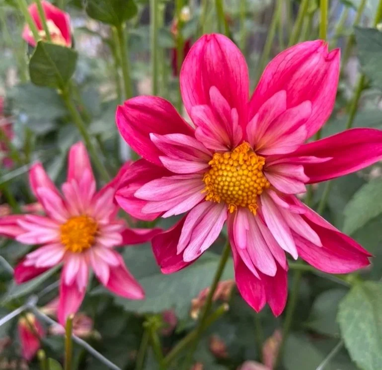 Cherry Star Collarette Dahlia Canada Tubers