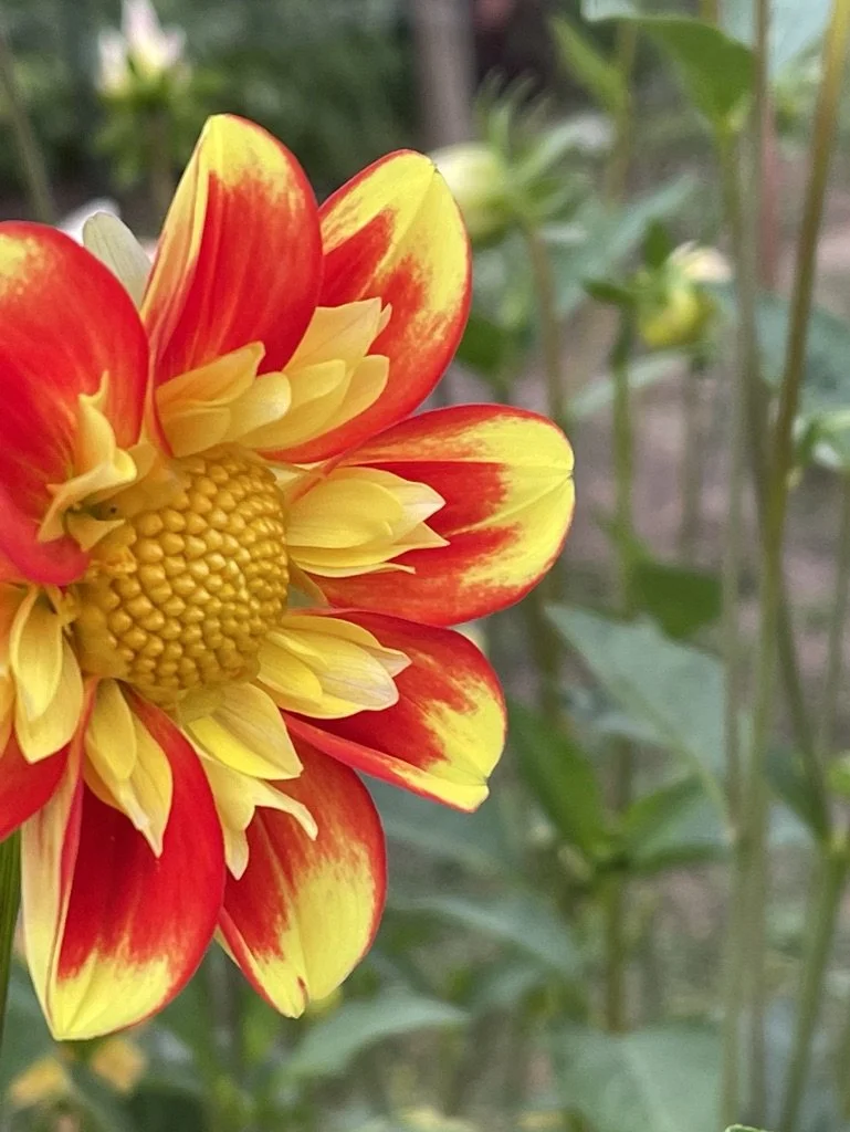 Dahlia Pooh Canada
