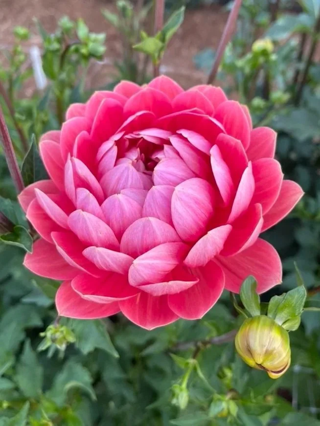 Hollyhill Daydream Dahlia Tubers Canada