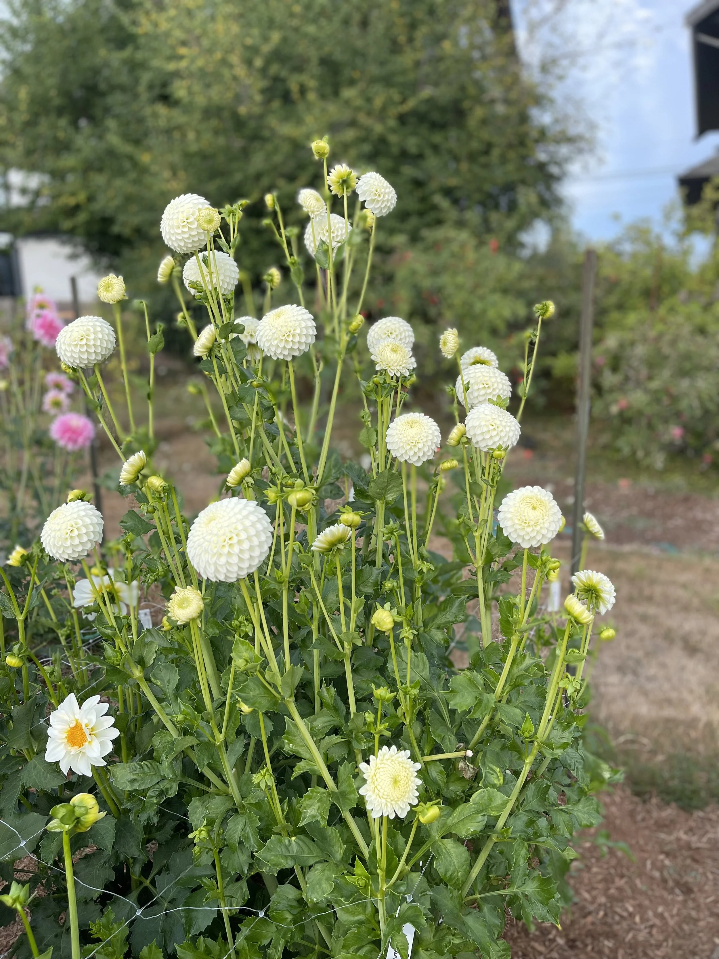 IMG_6008.jpeg