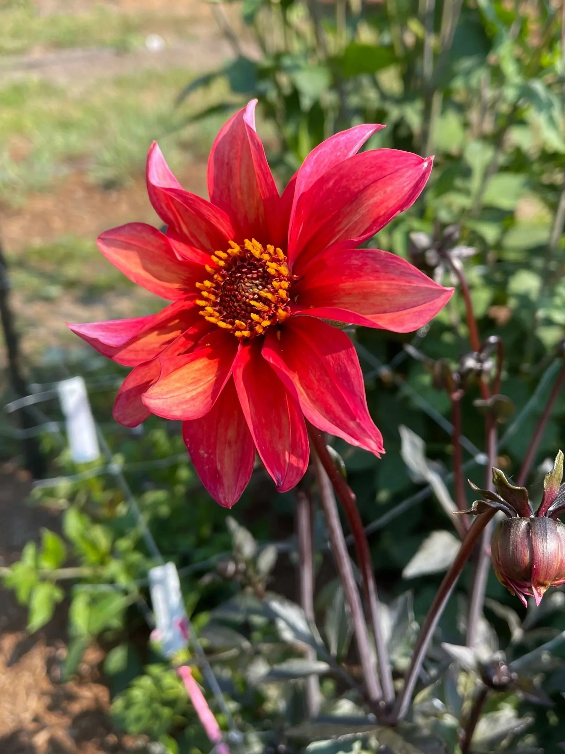 Waltzing Matilda Mathilda Dahlia Canada