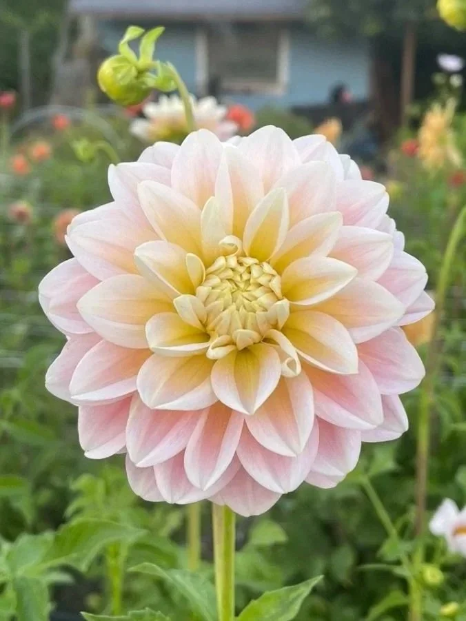 Sheer Heaven Dahlia