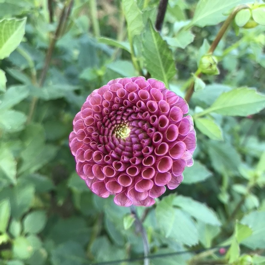 Koko Puff