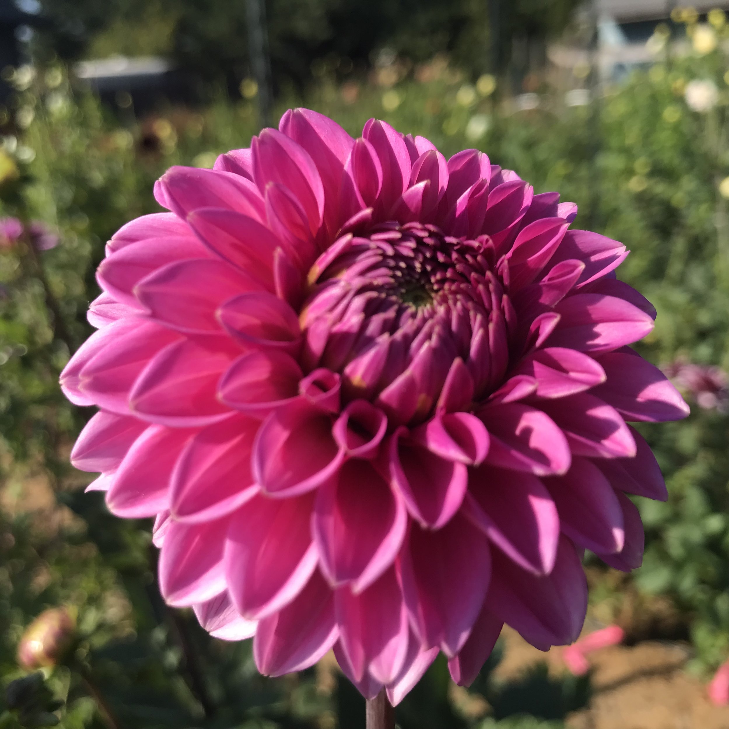 IMG_3180.jpeg