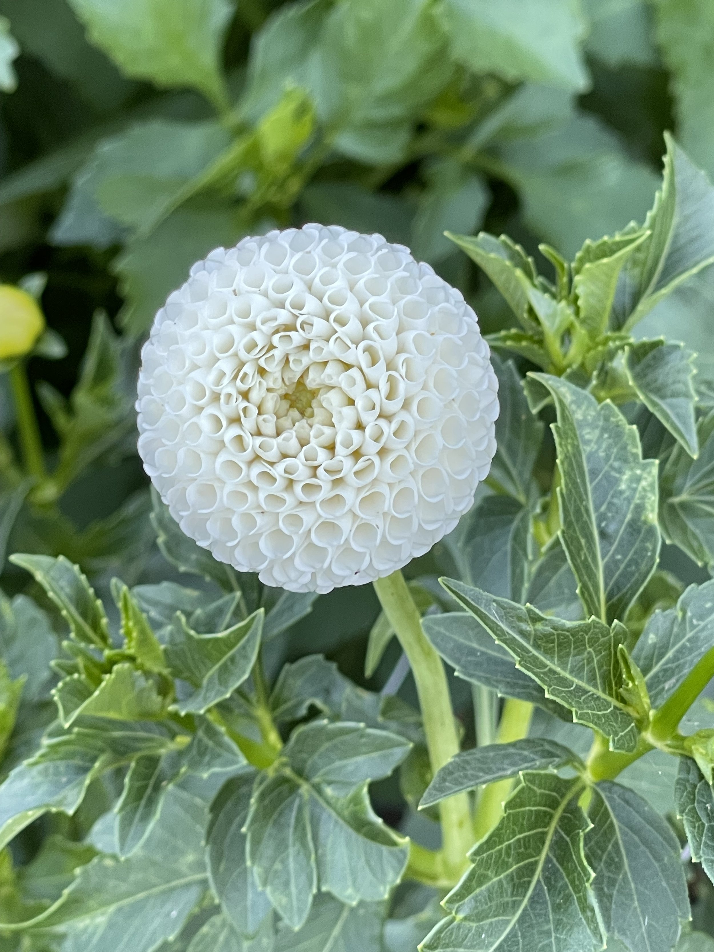 Tiny Treasure dahlia