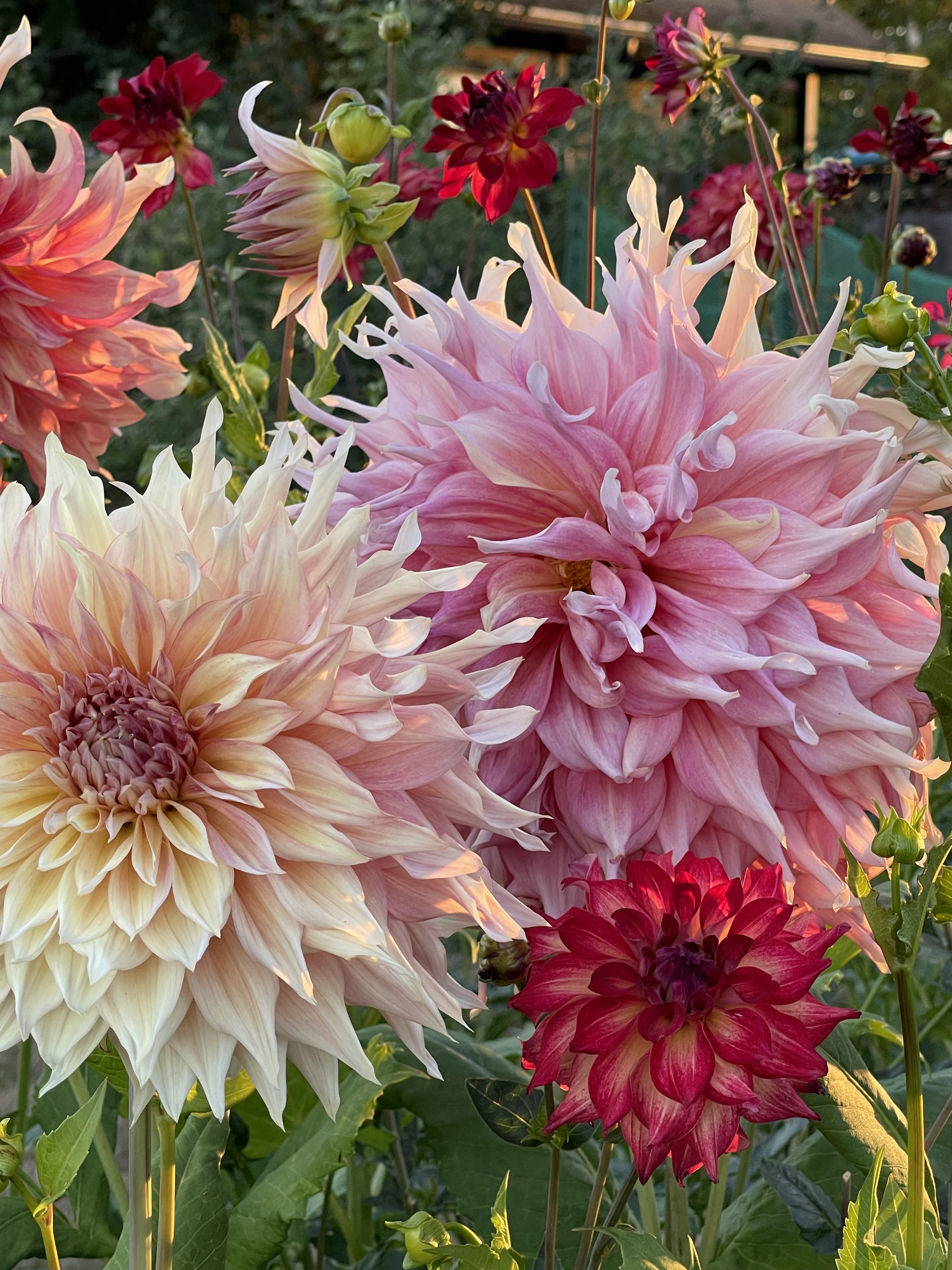 Penhill Watermelon dahlia