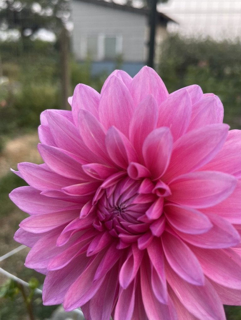 Bargaly Blush Dahlia