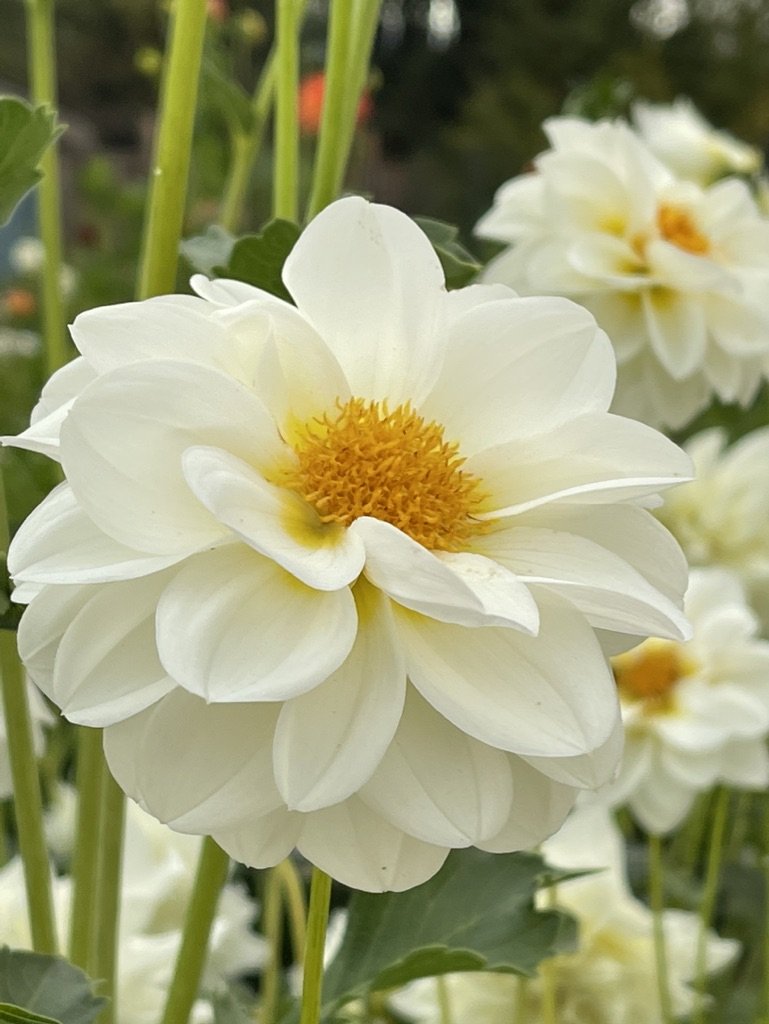LPF Crème Fraîche