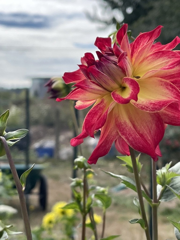 Dahlia AC Rosebud
