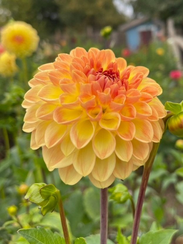 Yellow and peach ball dahlia Blyton Softer Gleam