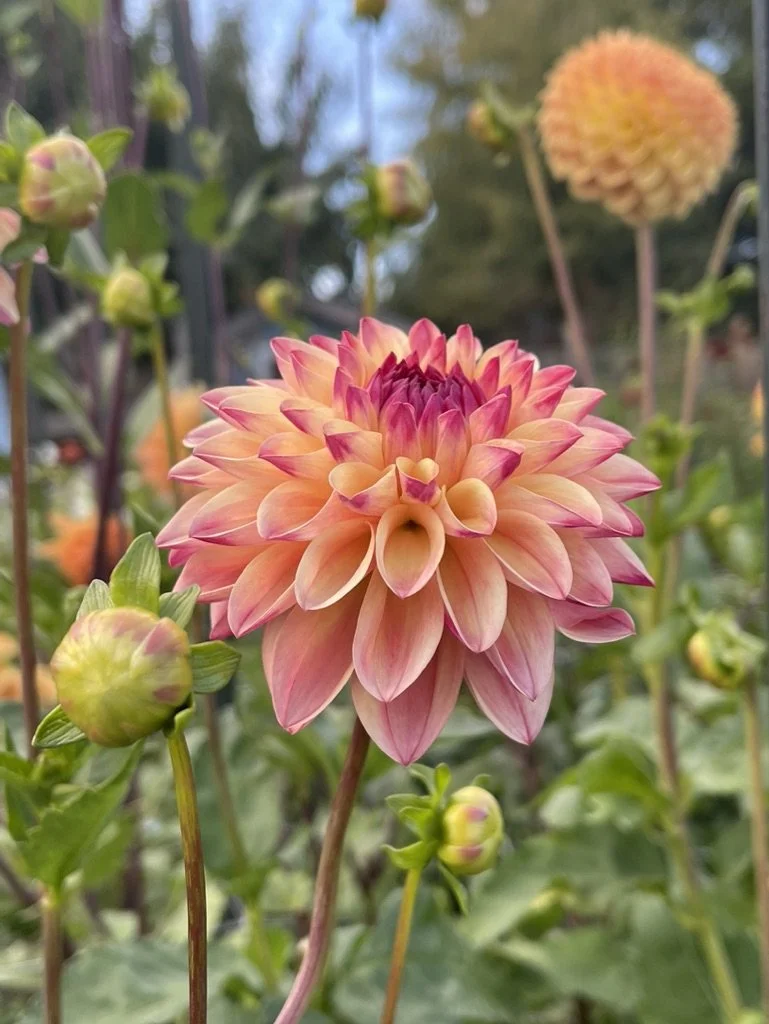 Dahlia Sweet Content Canada (Copy)