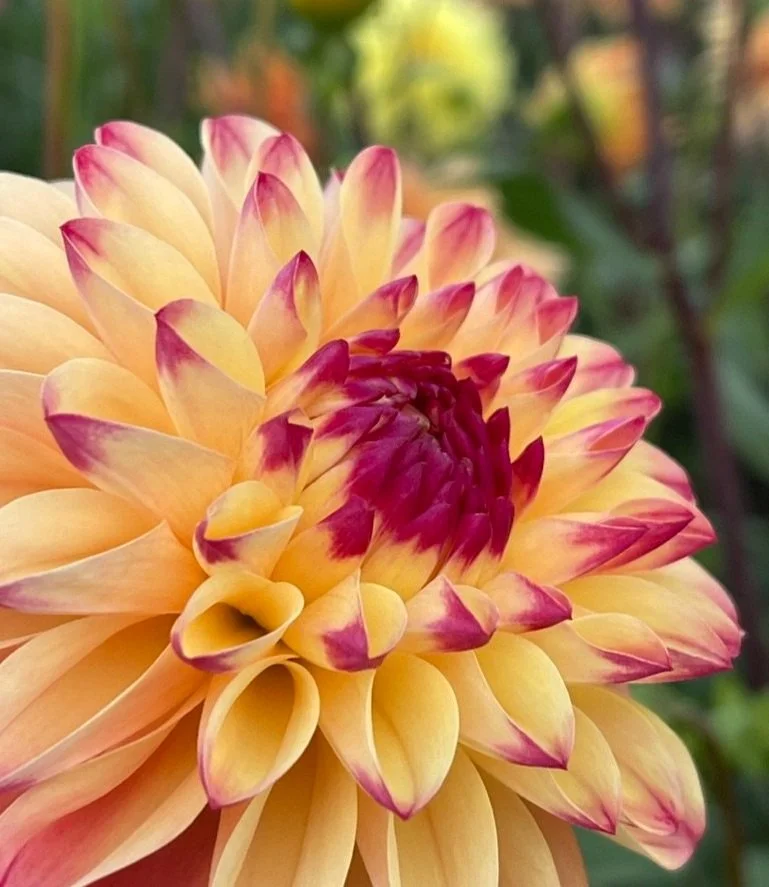 Dahlia Sweet Content sunset tones (Copy)