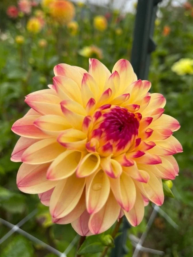 Dahlia Sweet Content Canada (Copy)