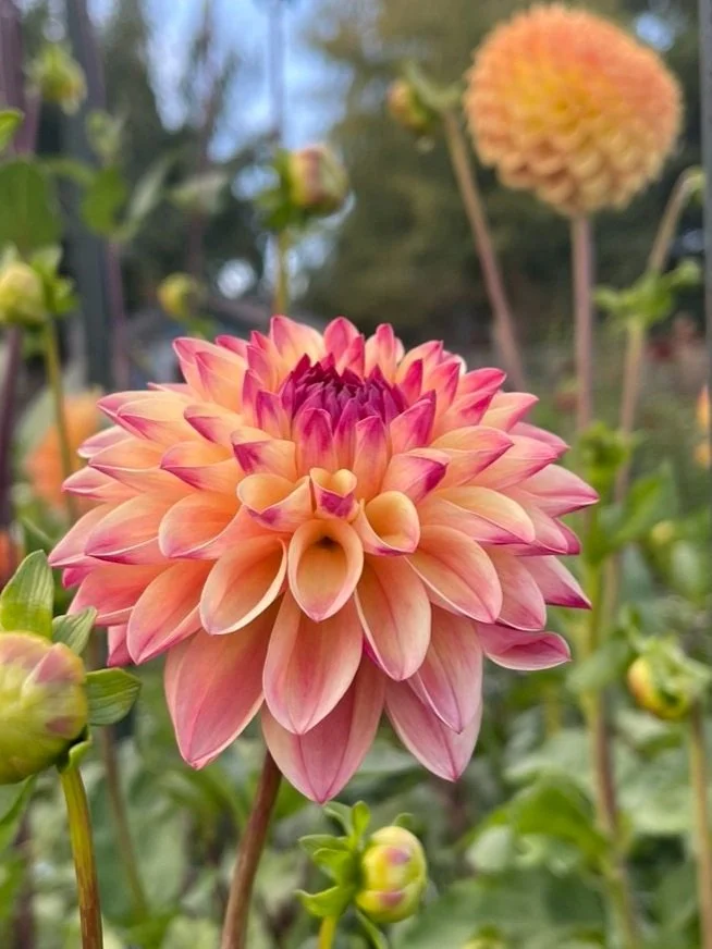 Dahlia Sweet Content Canada Sunset tones (Copy)