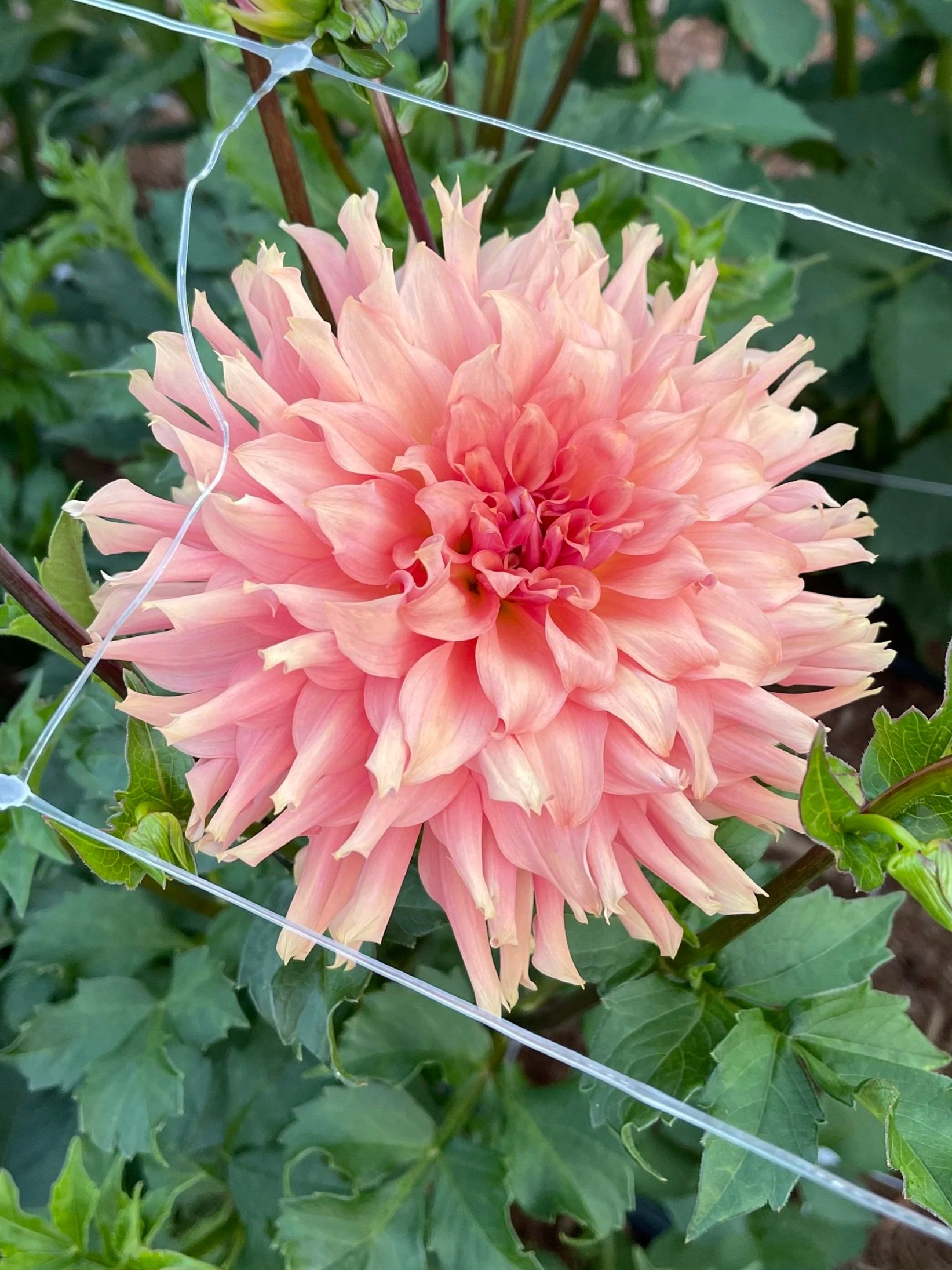 Terracotta Dahlia tubers Canada