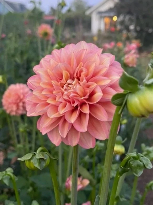 Milena Fleur Dahlia Canada