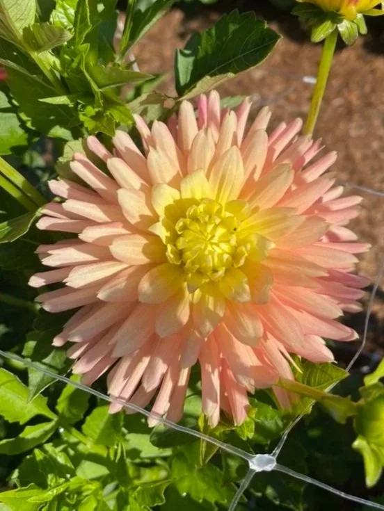 32AF29D0-203D-461C-A075-2BCF22B6FAE4_1_105_c.jpg