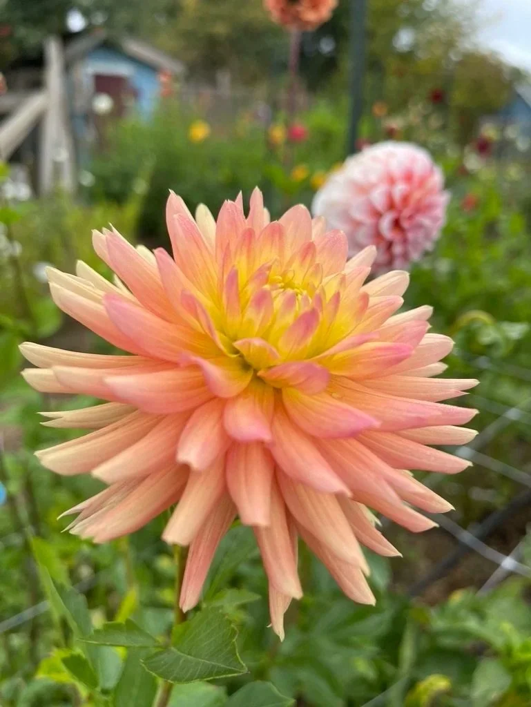 Ruskin Myra Dahlia Canada
