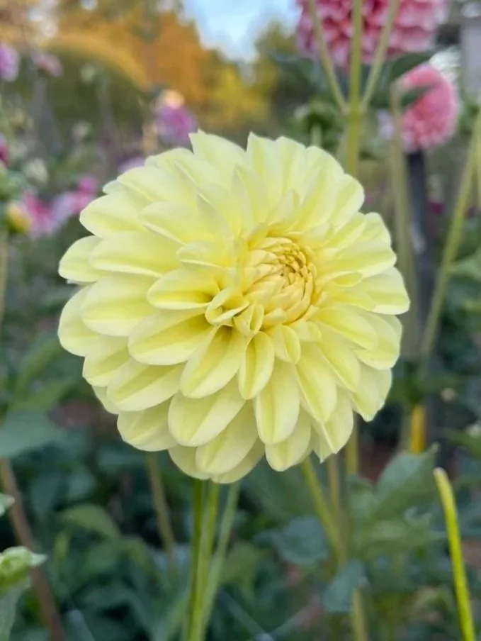 LPF Lemon Sorbet Dahlia Canada