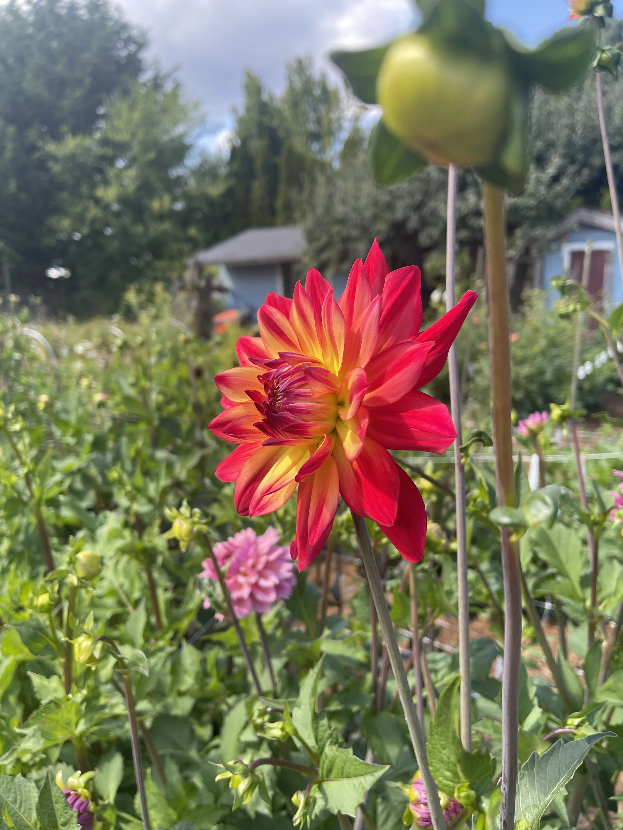 IMG_5304.jpeg