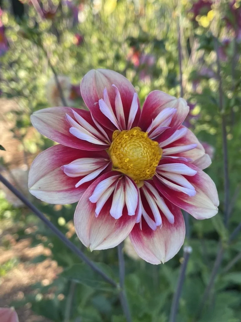 Gussied Up Collarette Dahlia Tubers Canada