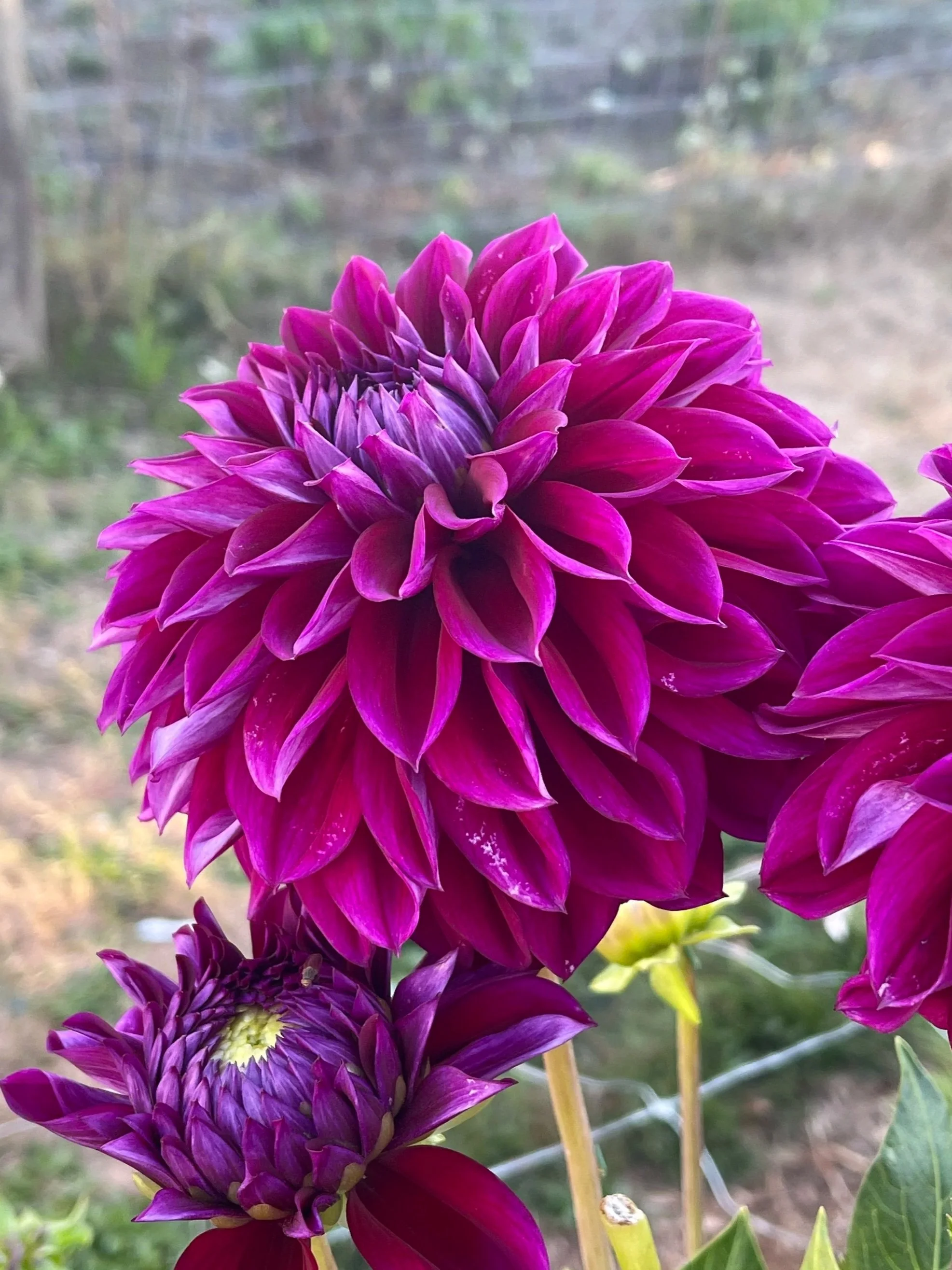 Diva Dahlia Canada