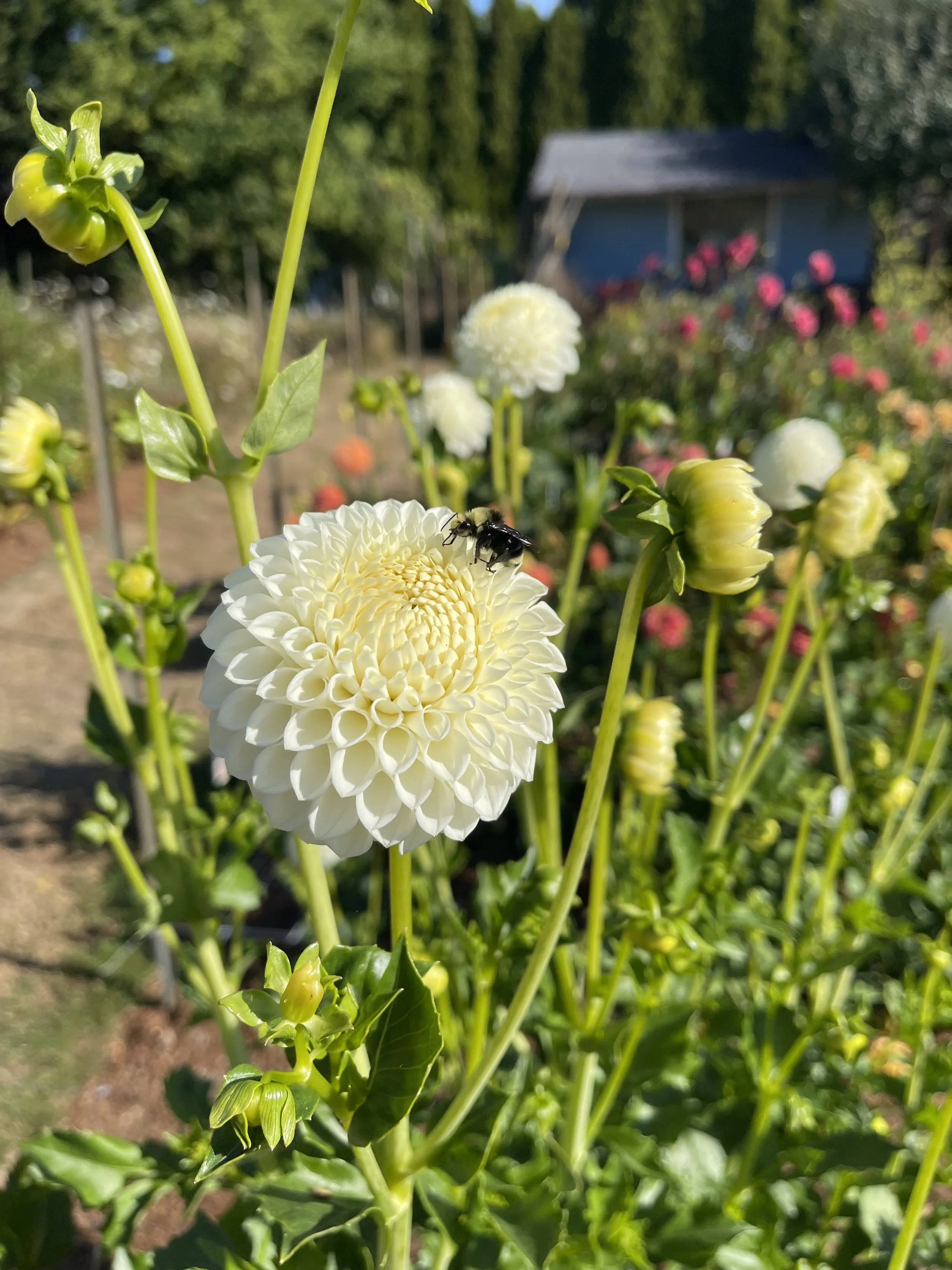 IMG_5674.jpeg