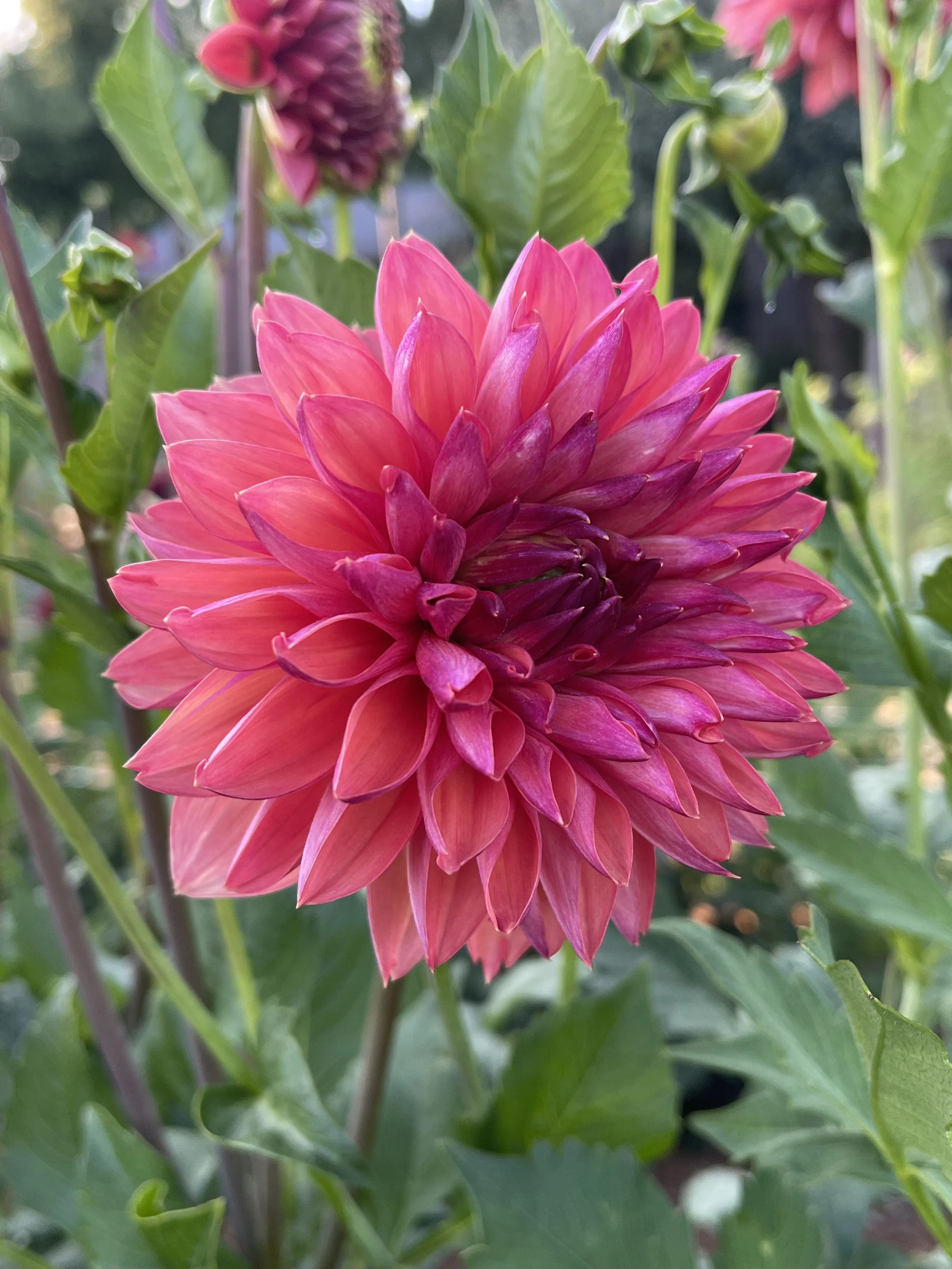 GF Smokey Summer Dahlia