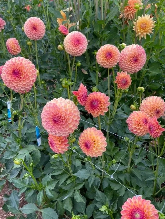 19C3774B-85BE-40F2-AAB9-04B1B650F097_1_105_c.jpg