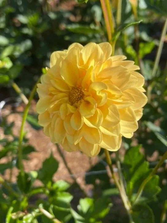 Golden Scepter