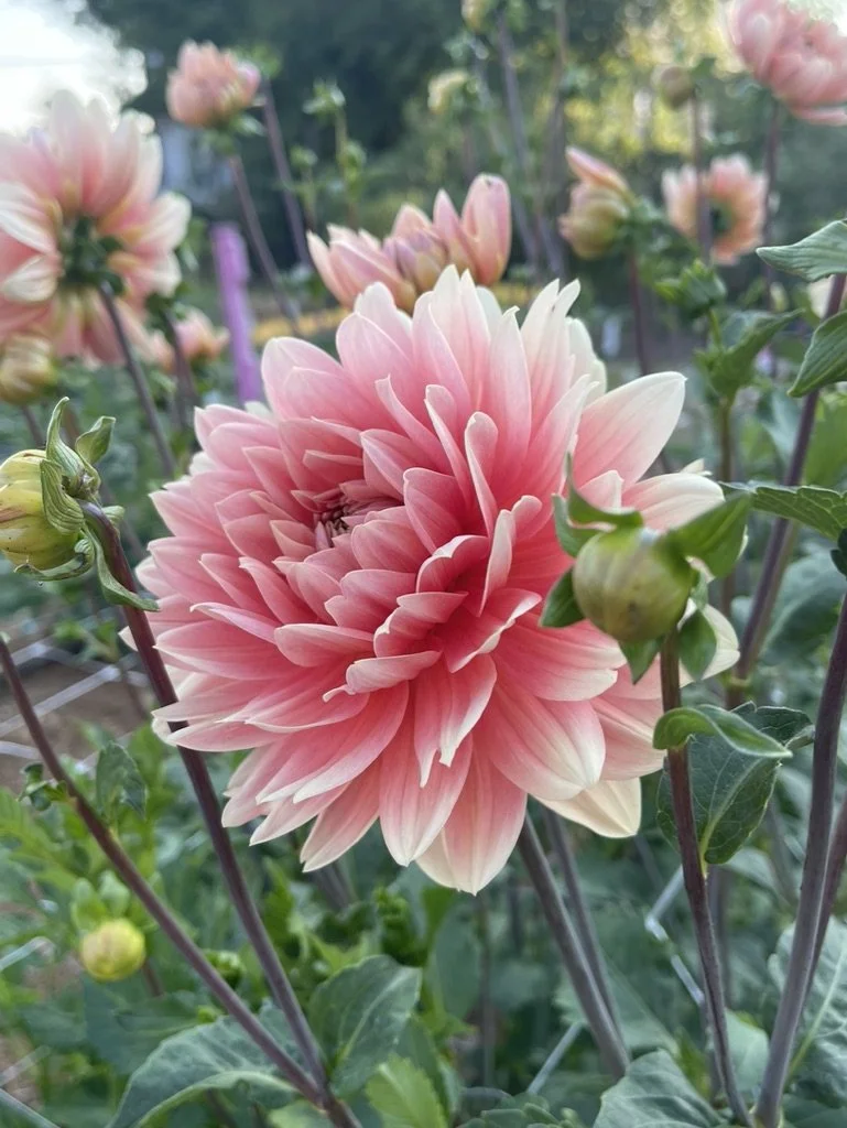 Carolina Wagemans Dahlia Tubers Canada