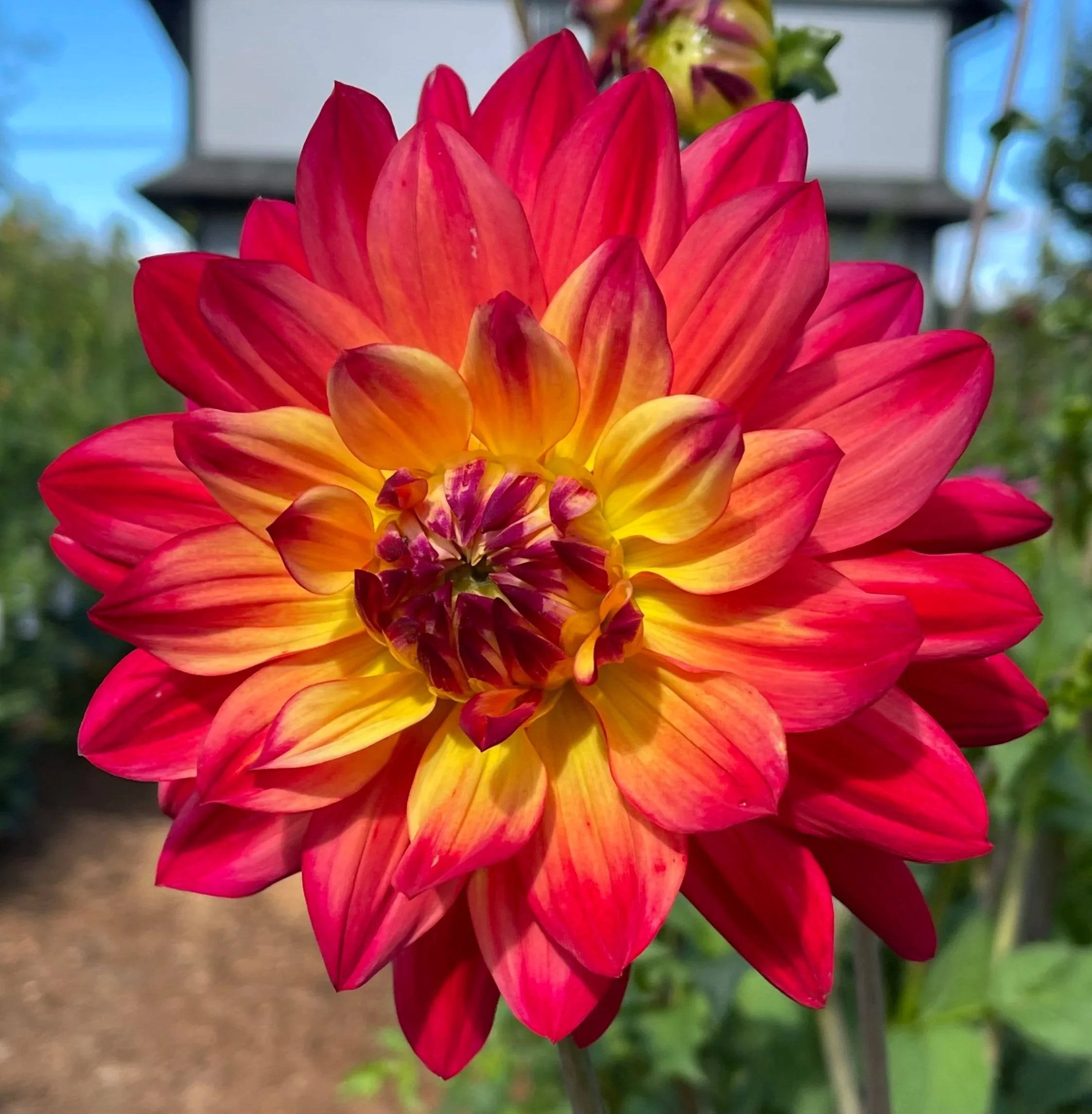Rainbow Silence Dahlia Canada