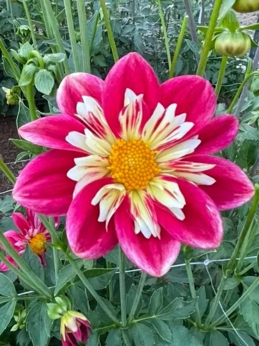 Ferncliff Picasso Dahlia Collarette Tubers Canada