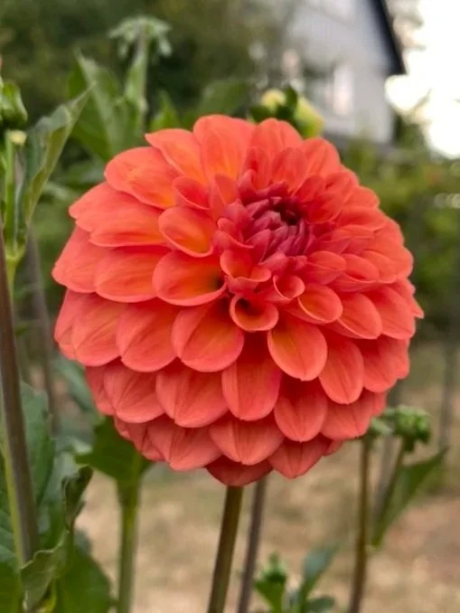 Juicy Dahlia tubers Canada