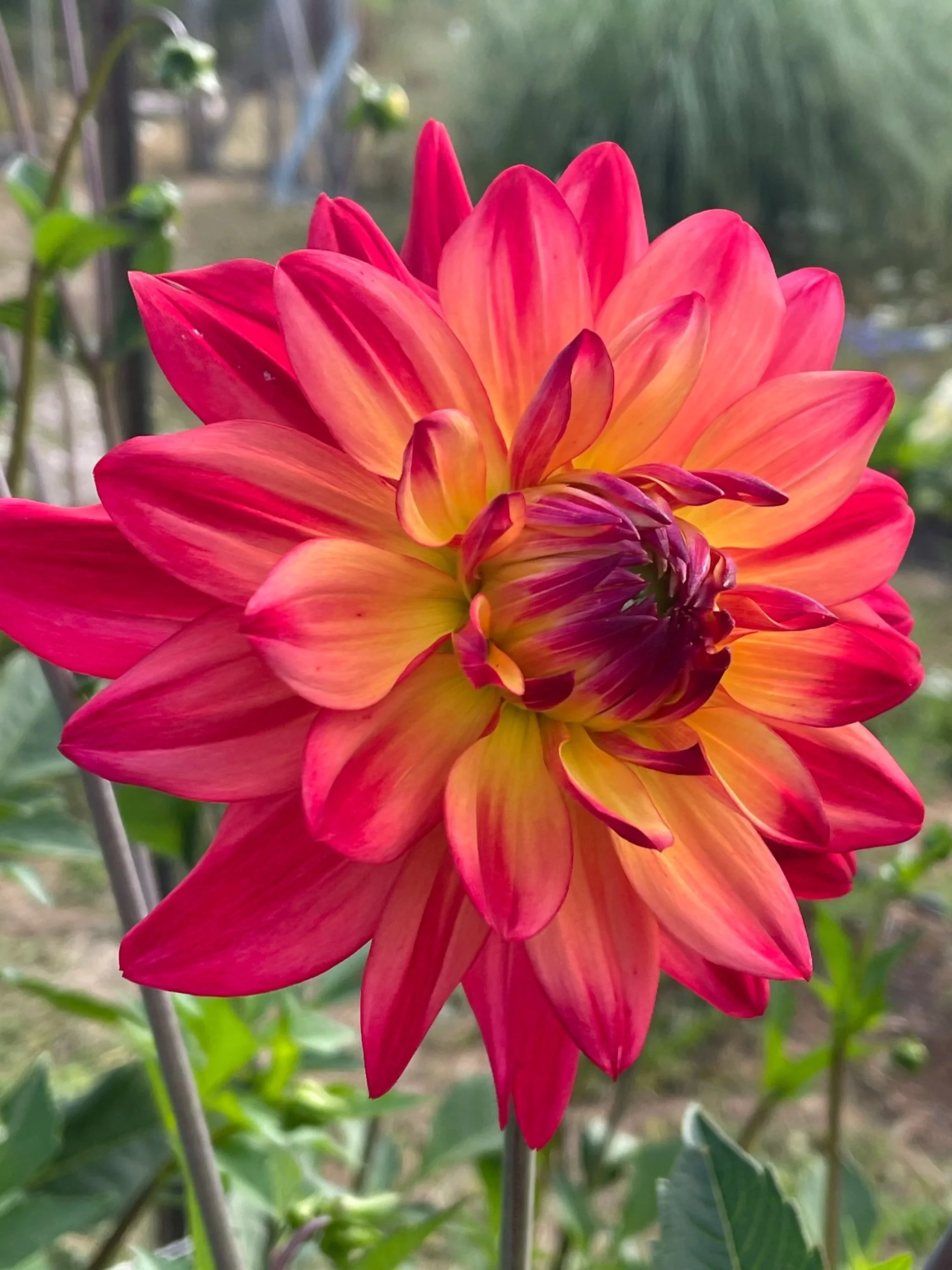 Rainbow Silence Dahlia Canada
