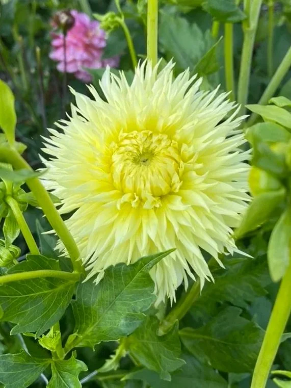 Cat's Mellow Yellow Dahlia Tubers Canada