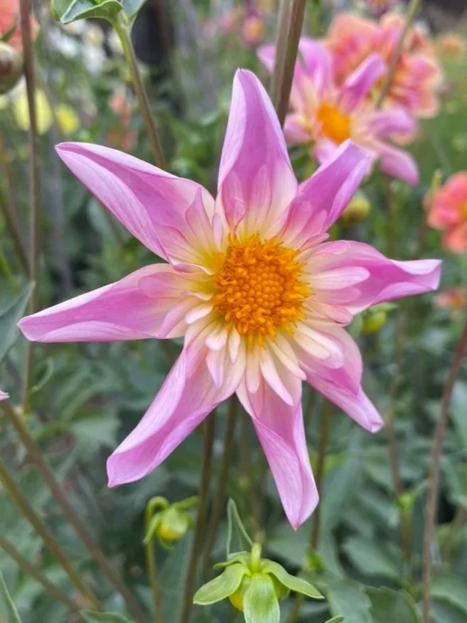 Dahlia Fancy Pants Orchette Collarette tubers Canada