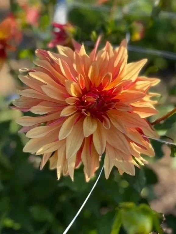 Dahlia French Cancan