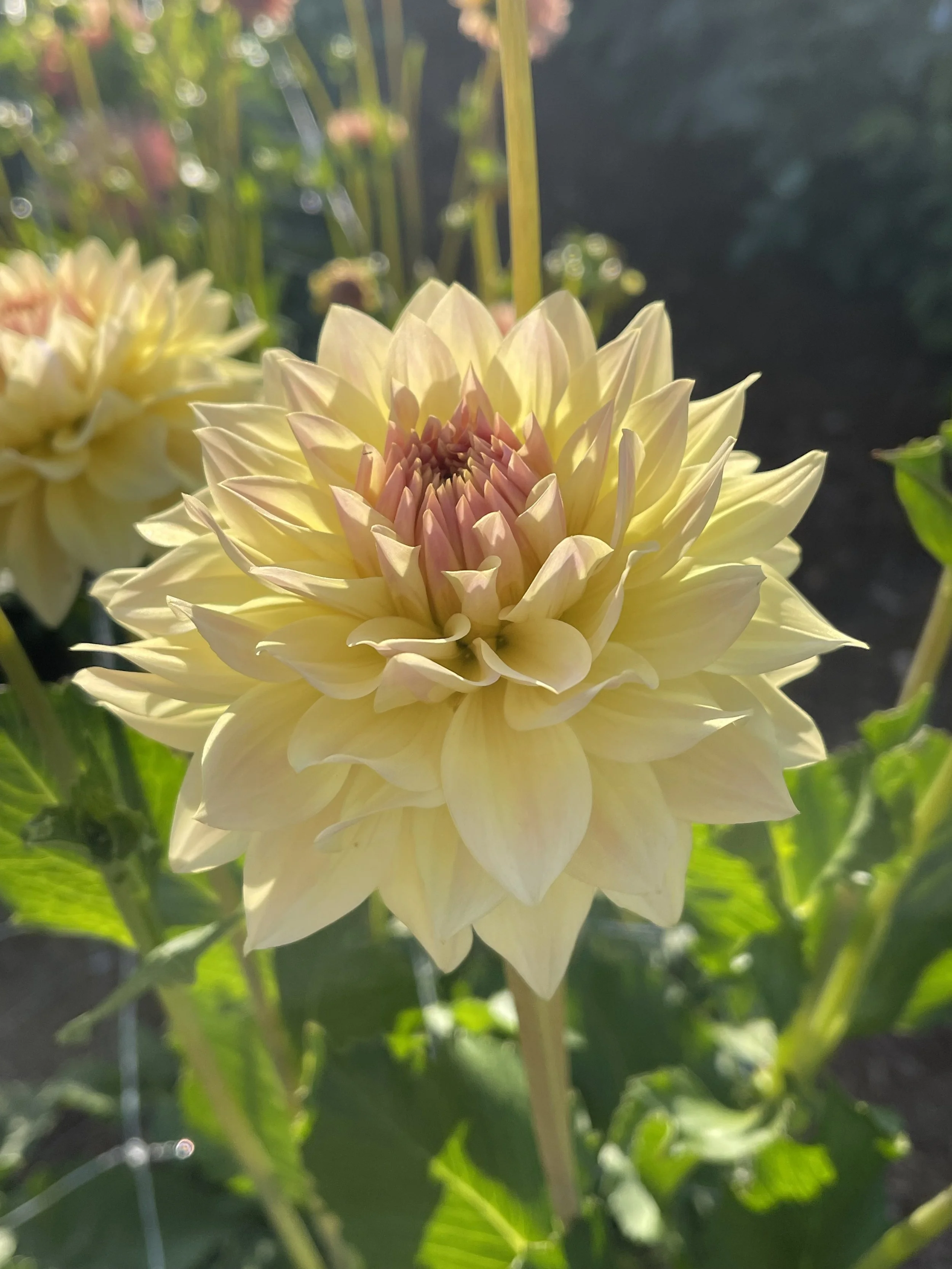 Canoz Jaguar Dahlia Informal Decorative