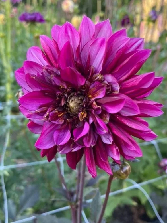 Purple Haze Dahlia